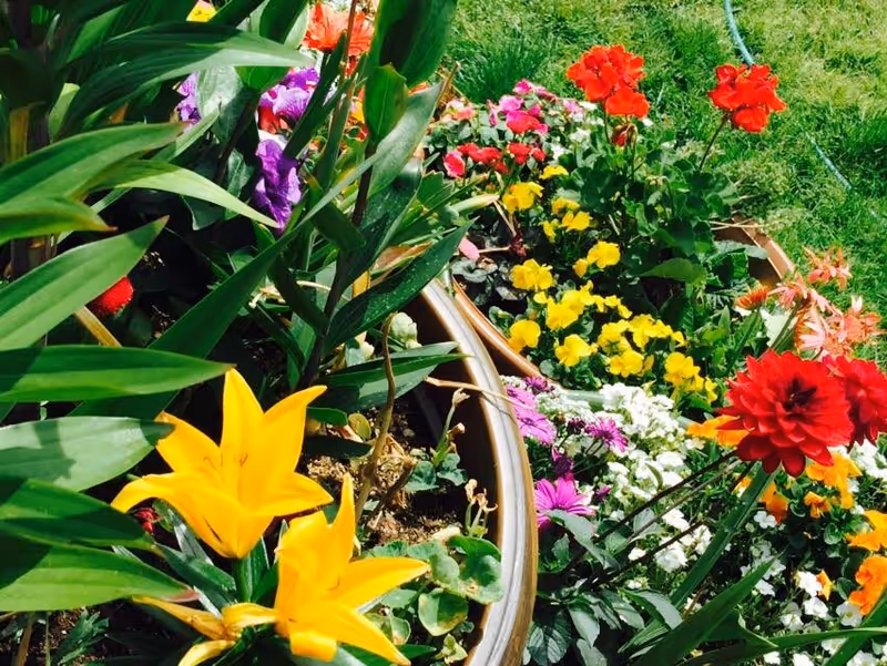 A vibrant garden bed filled with a variety of colorful flowers including yellow lilies, red, purple, white, and orange blossoms, surrounded by green grass.
