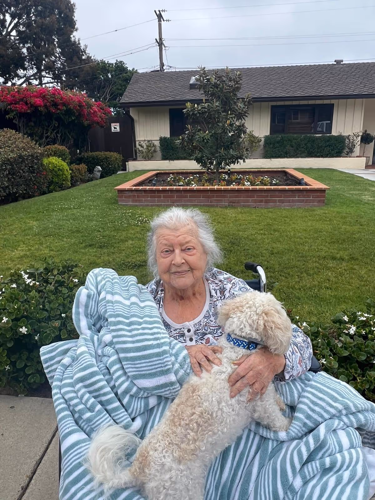 An elderly woman sitting outdoors in a wheelchair, wrapped in a striped blanket, holding a small white dog with curly fur. Behind her is a well-maintained lawn with a raised brick flower bed and a single tree, with a building in the background.