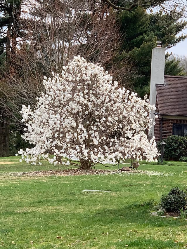 A blooming white flowering tree in a grassy yard with a brick building and chimney in the background. Two geese are resting near the base of the tree. Trees without leaves are visible behind the flowering tree.