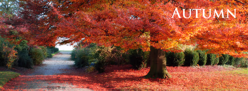 A large tree with vibrant red-orange autumn leaves over a leaf-covered path, with the word 'AUTUMN' in the top-right corner.