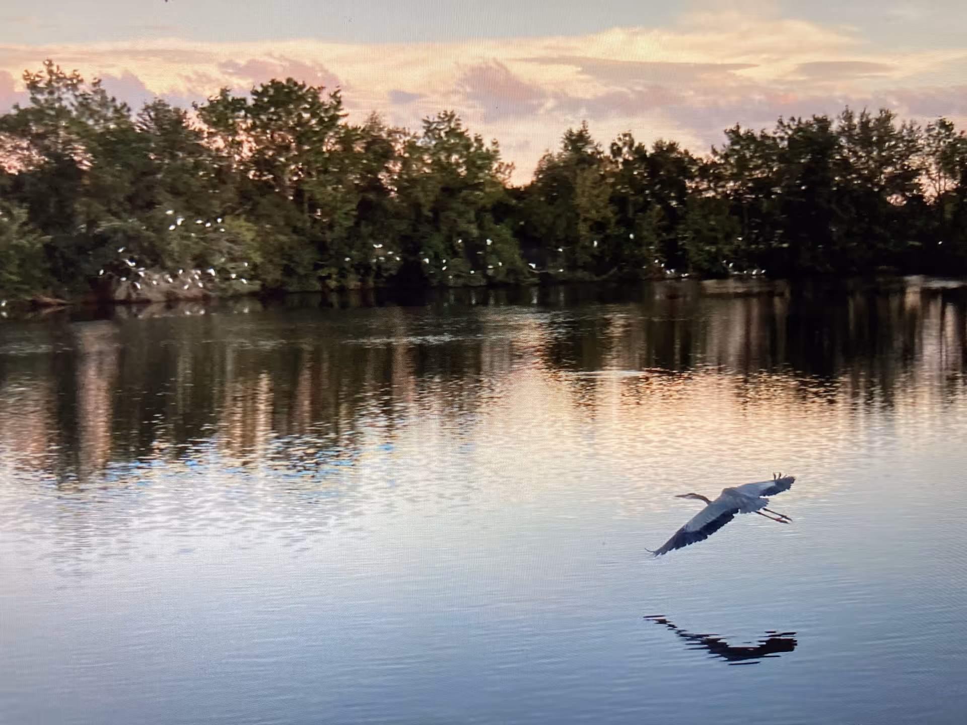 A serene lake at sunset with trees along the far shore and a large bird flying low over the water, its reflection visible on the lake's surface.