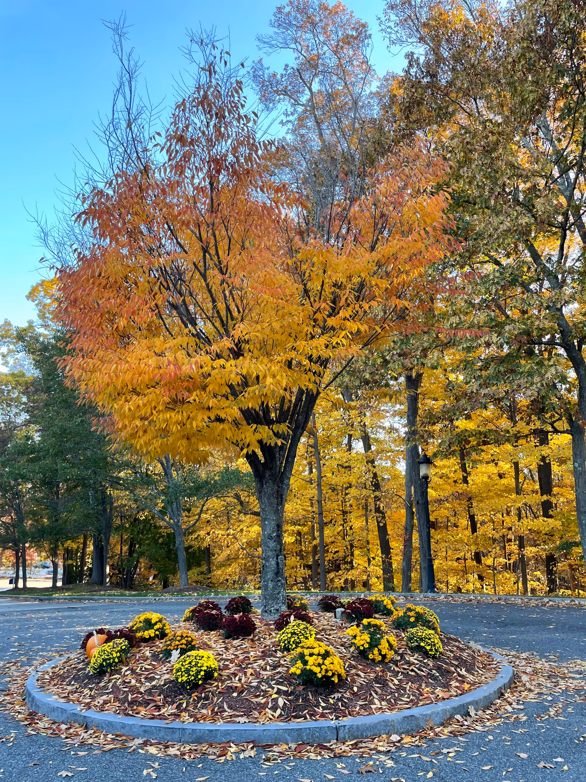 A roundabout with a tree in the center surrounded by yellow and dark red flowers. The tree has autumn-colored leaves in shades of yellow and orange. Fallen leaves cover the ground around the tree. In the background, there are more trees with yellow and green foliage under a clear blue sky.