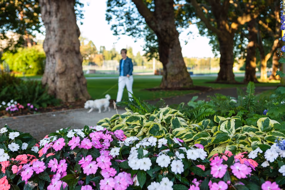 Pink and white flowers and variegated hosta in the foreground of a tree-lined park where a person walks a small white dog on a path.