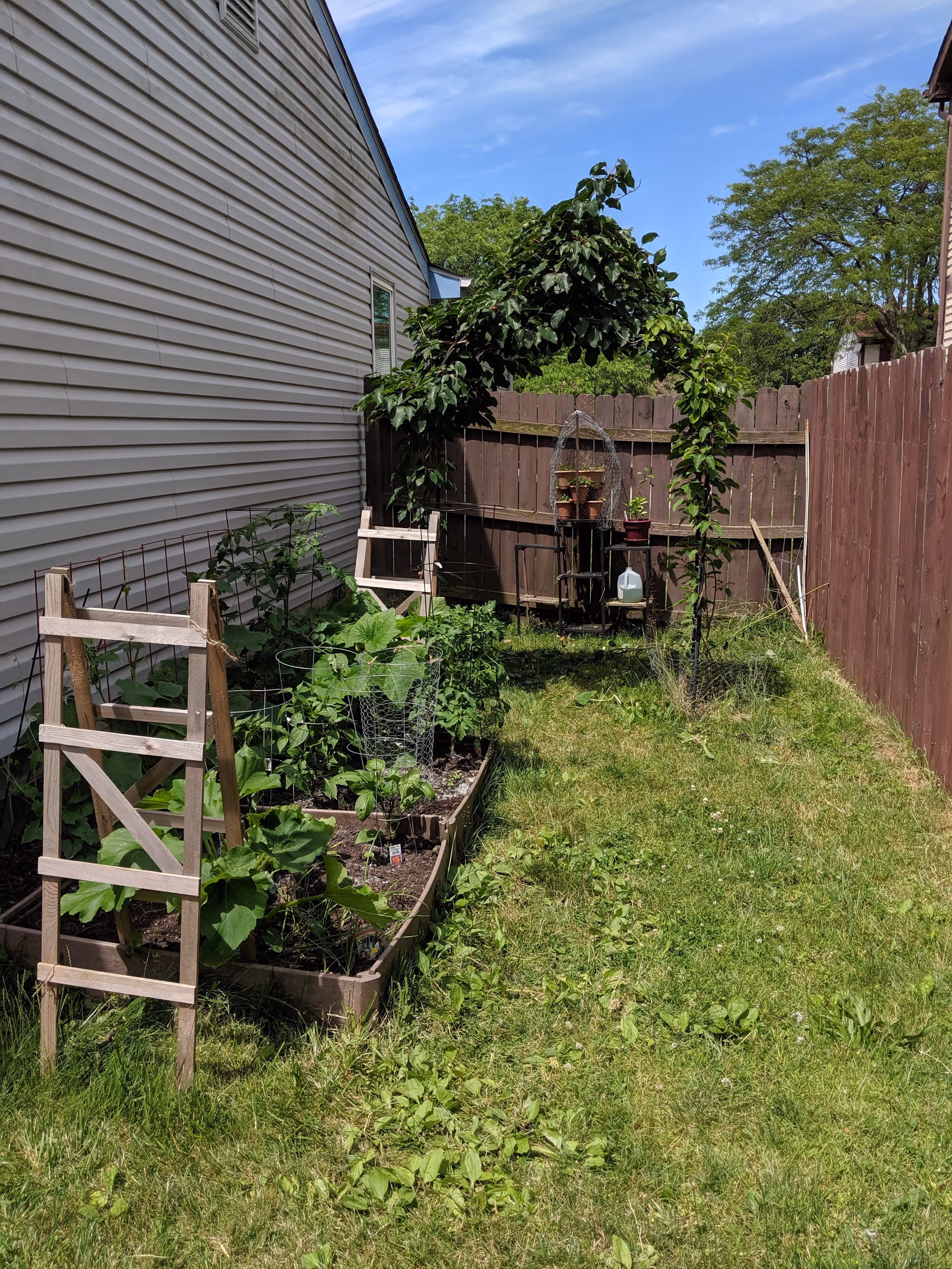 A small outdoor garden area beside a house with raised garden beds containing various green plants. There is a wooden trellis and a small arch covered with climbing plants near a wooden fence. The grass is green and the sky is clear and blue.