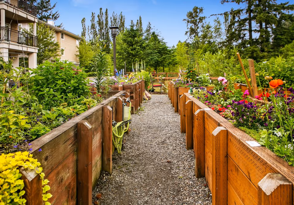 Gravel pathway lined by raised wooden garden beds overflowing with flowers and plants, with trees and a building visible in the background.