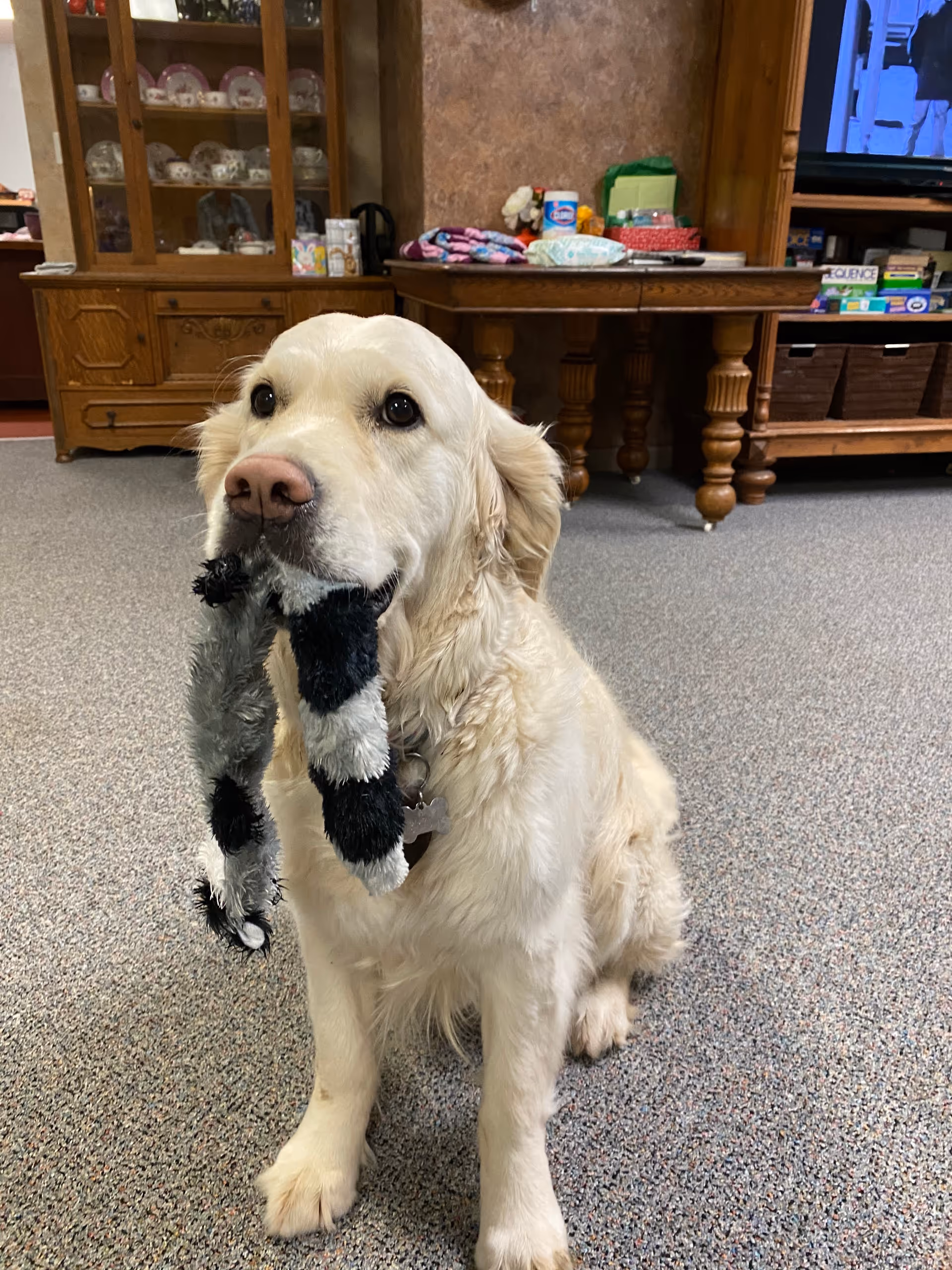 A golden retriever sits on carpet holding a black-and-white plush toy in its mouth in a living room area.