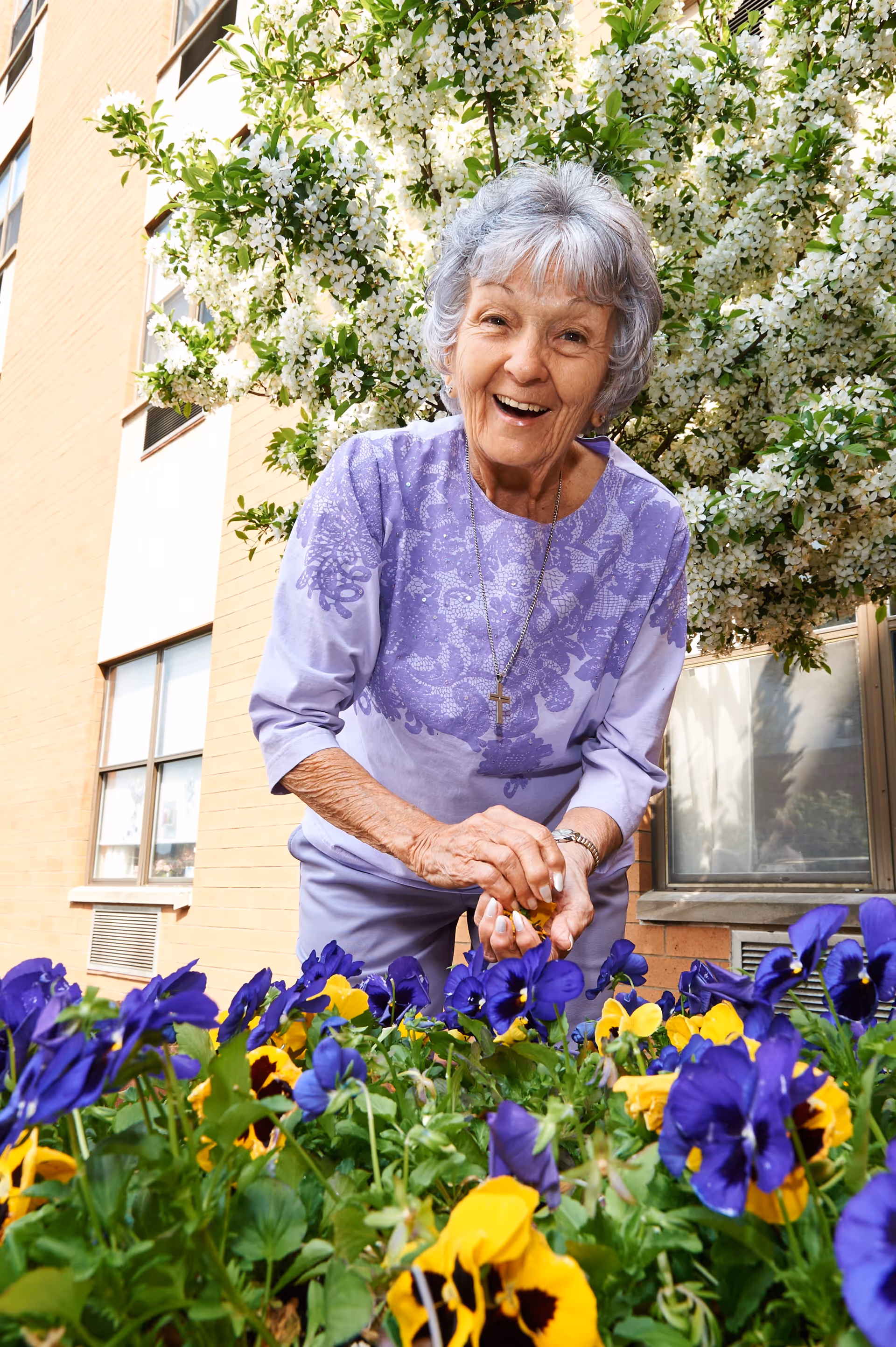An elderly woman with gray hair wearing a lavender top is smiling and tending to a flower bed with purple and yellow flowers outside a brick building with windows and a blooming white-flowered tree in the background.