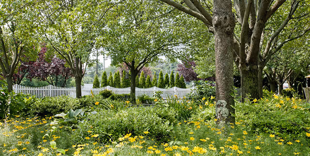 A lush garden area with various green plants, yellow flowers, and several trees. A white picket fence and tall evergreen shrubs are visible in the background under a bright sky.
