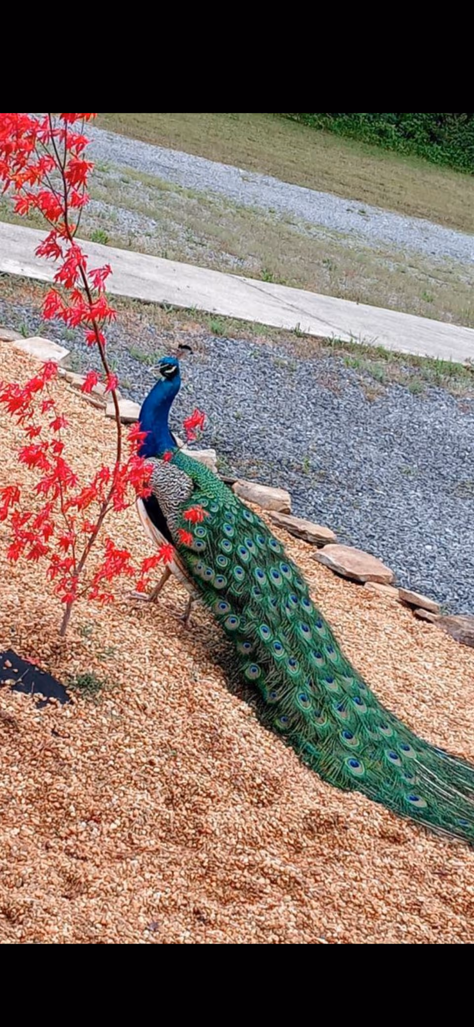 A vibrant peacock with iridescent blue and green feathers stands on a bed of wood chips near a small tree with bright red leaves. In the background, there is a gravel path and a grassy area.