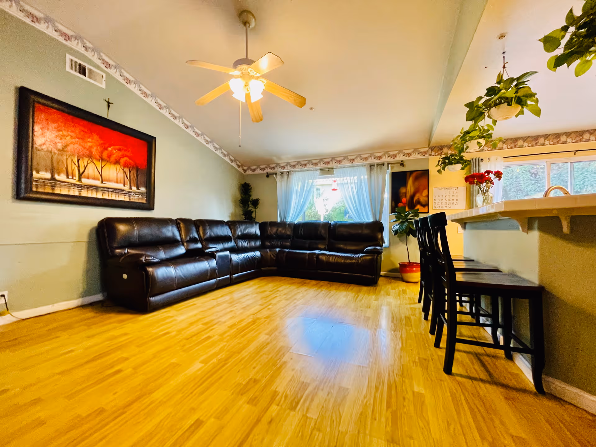 A spacious living room with a large black leather sectional sofa against a light green wall. Above the sofa is a framed painting of trees with red foliage. The room has wooden flooring, a ceiling fan with lights, and large windows with sheer white curtains letting in natural light. On the right side, there is a counter with four black chairs and hanging potted plants above it.