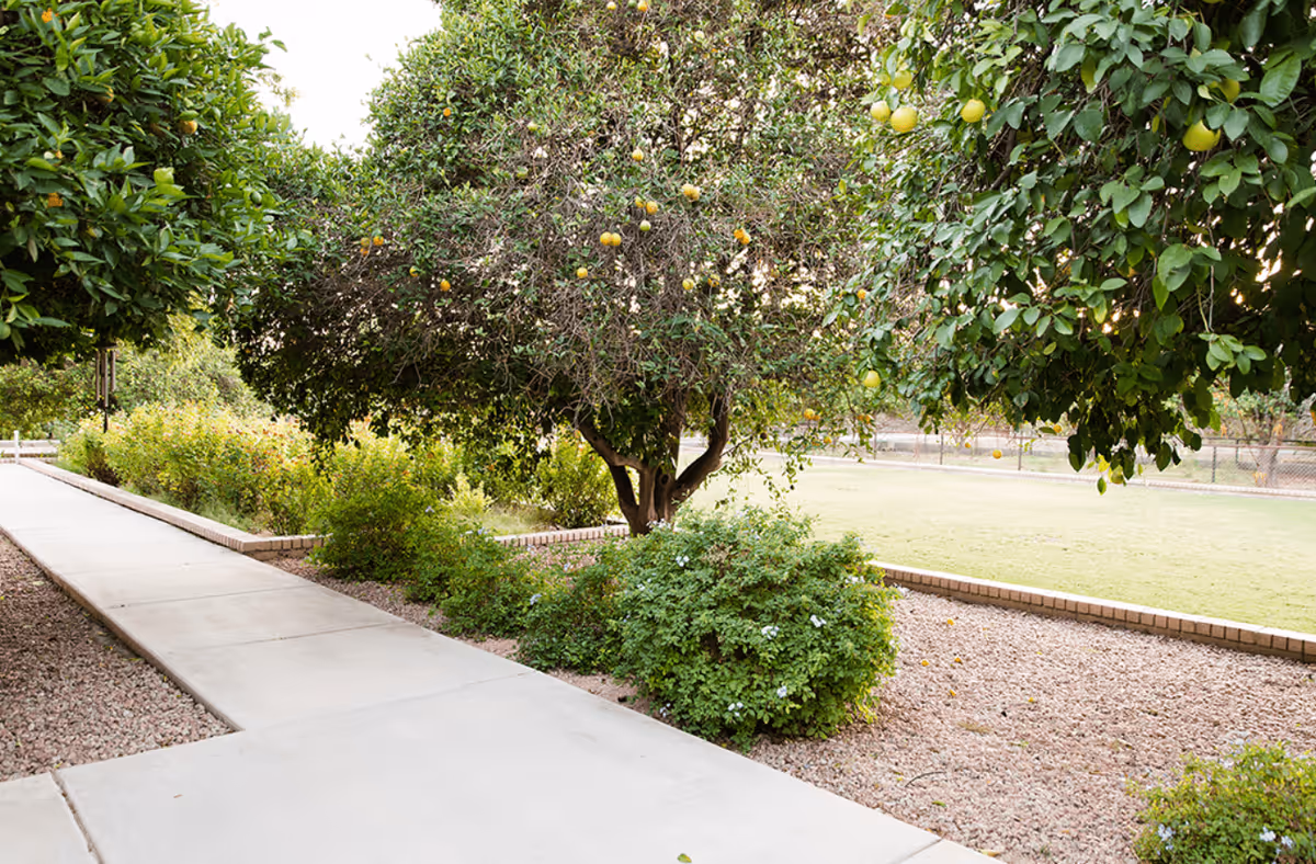 Concrete walkway bordered by shrubs and fruit trees with a lawn and gravel landscaping.