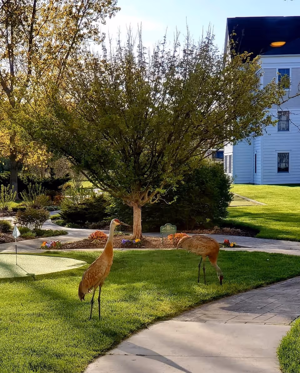 Two sandhill cranes standing and foraging on a well-maintained grassy area with a paved walkway, surrounded by trees, flowers, and a white building in the background under a clear sky.