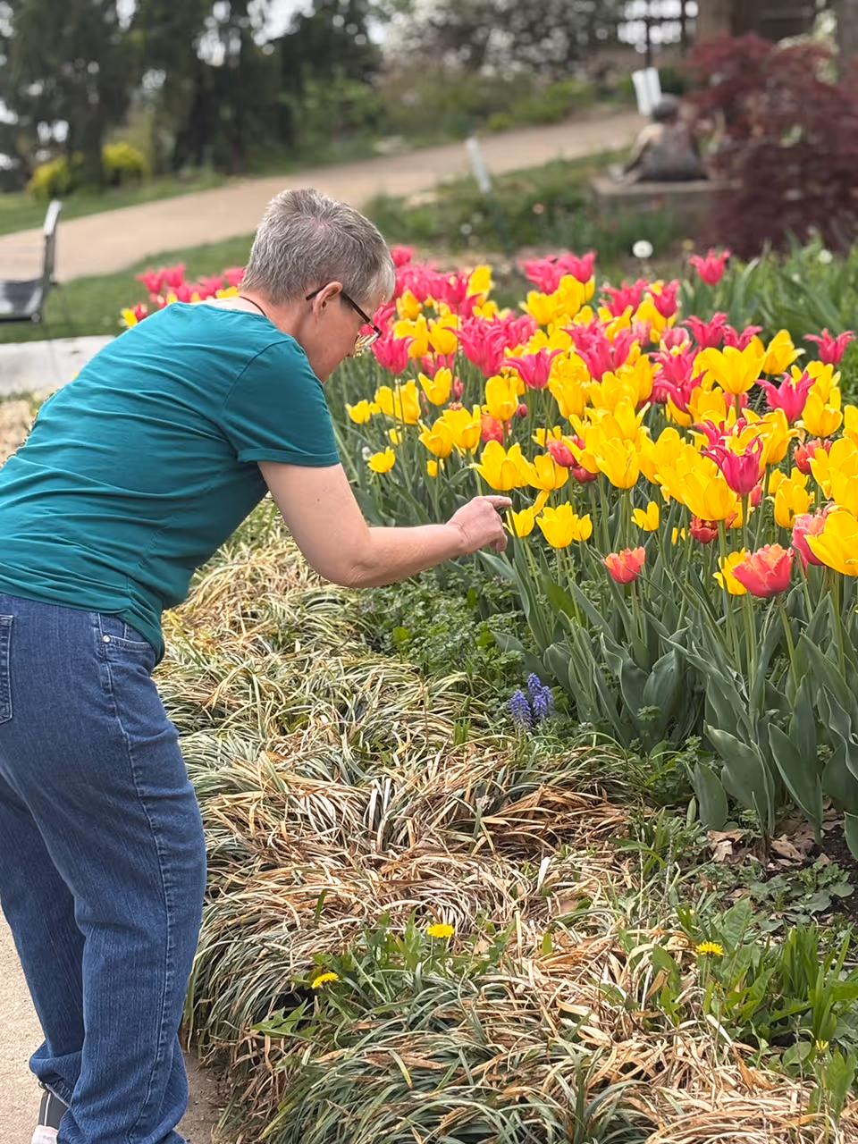 An elderly person wearing a teal shirt and blue jeans is bending over to closely observe or tend to a garden bed filled with vibrant yellow and pink tulips. The background shows a pathway and some greenery.