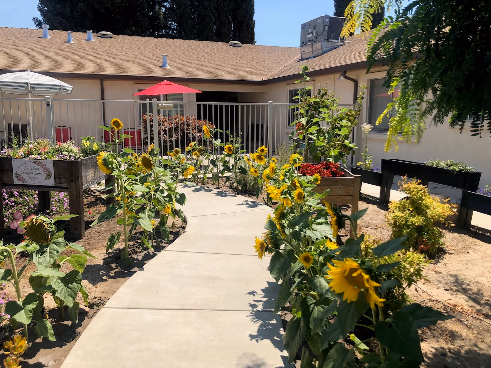 A sunlit courtyard walkway lined with sunflowers and raised planters leading to a gated patio with umbrellas in front of a single-story building.