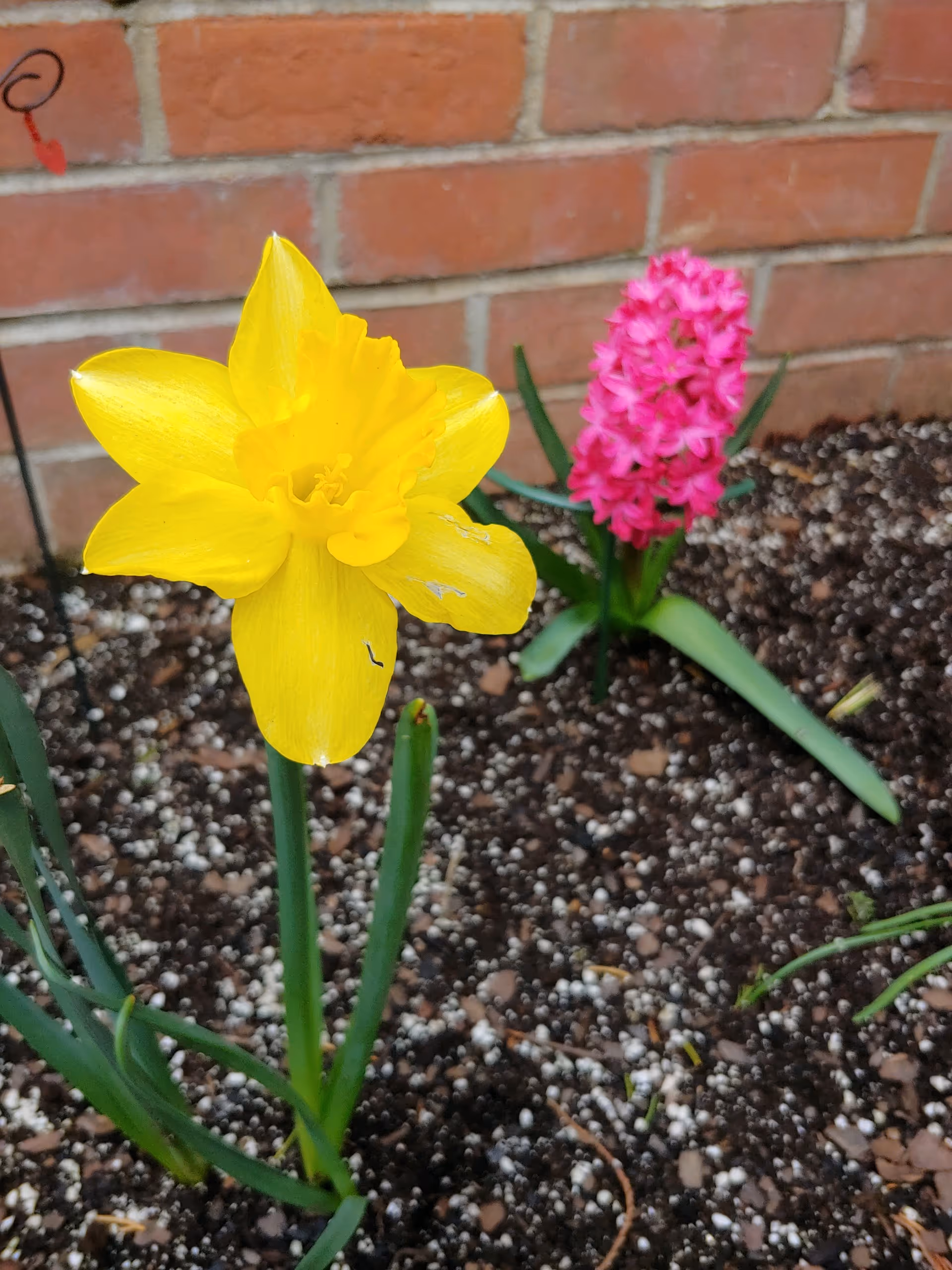 A close-up of a yellow daffodil flower in a garden bed with soil and a pink hyacinth flower in the background, set against a brick wall.