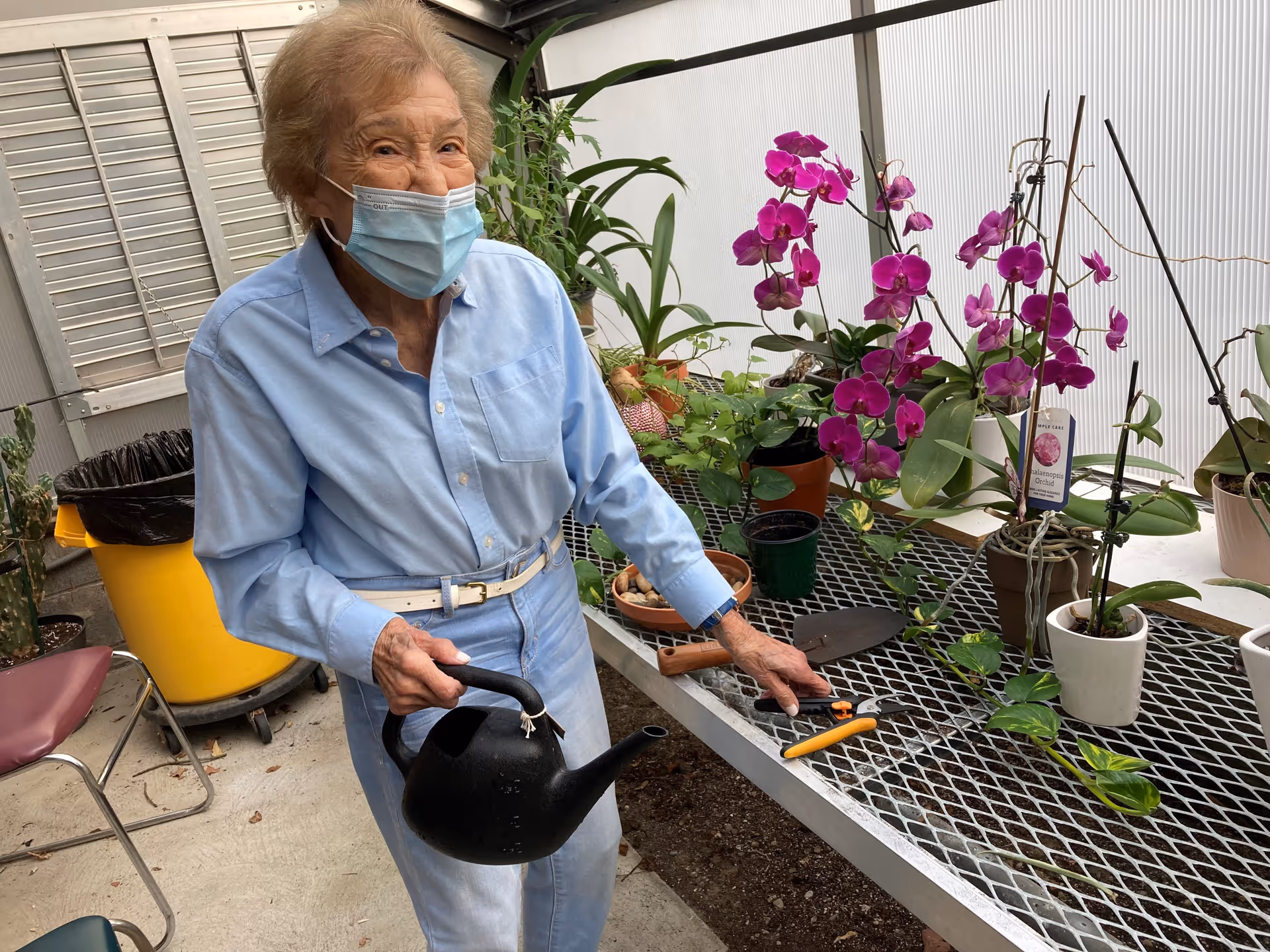 An elderly woman wearing a light blue shirt, light blue pants, and a face mask is watering plants in a greenhouse. She is holding a black watering can and standing next to a metal table with various potted plants, including vibrant purple orchids. Gardening tools are also on the table.