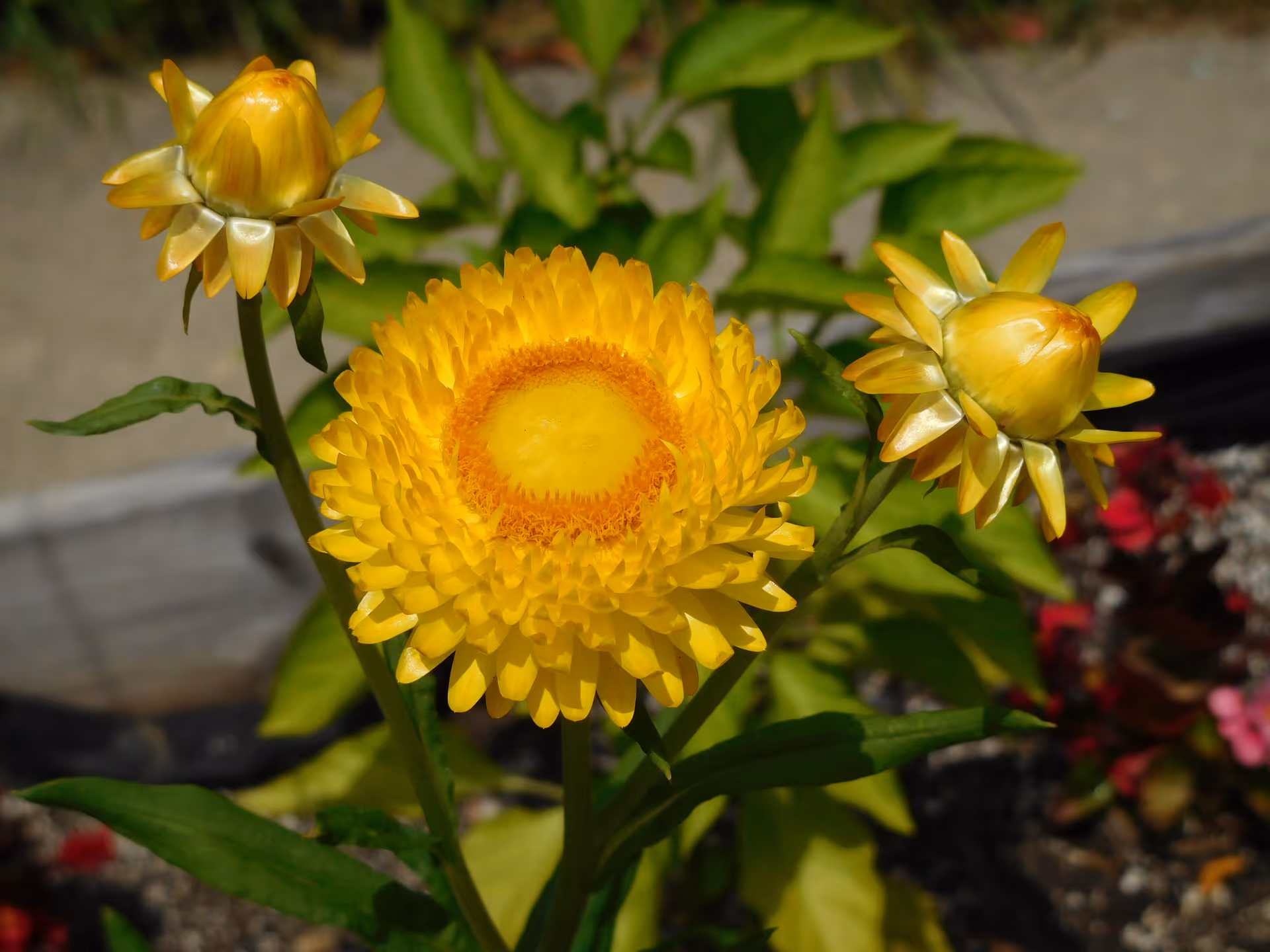 Close-up of a bright yellow flower in full bloom with two yellow flower buds on either side, surrounded by green leaves and garden soil in the background.