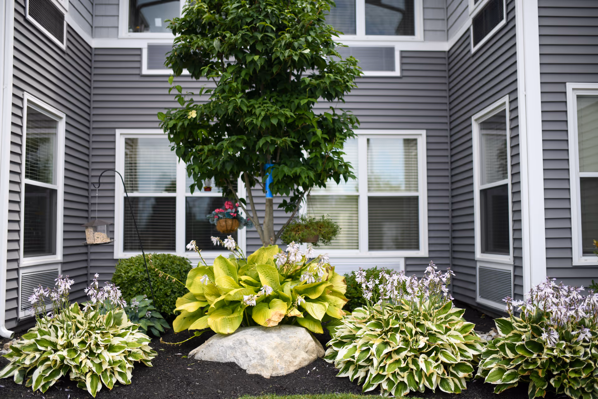 A landscaped garden area with green leafy plants and a small tree in front of a gray building with multiple white-framed windows.