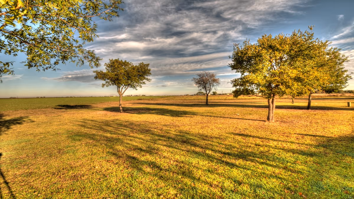 A wide open grassy field with several scattered trees under a partly cloudy sky, casting long shadows on the ground.