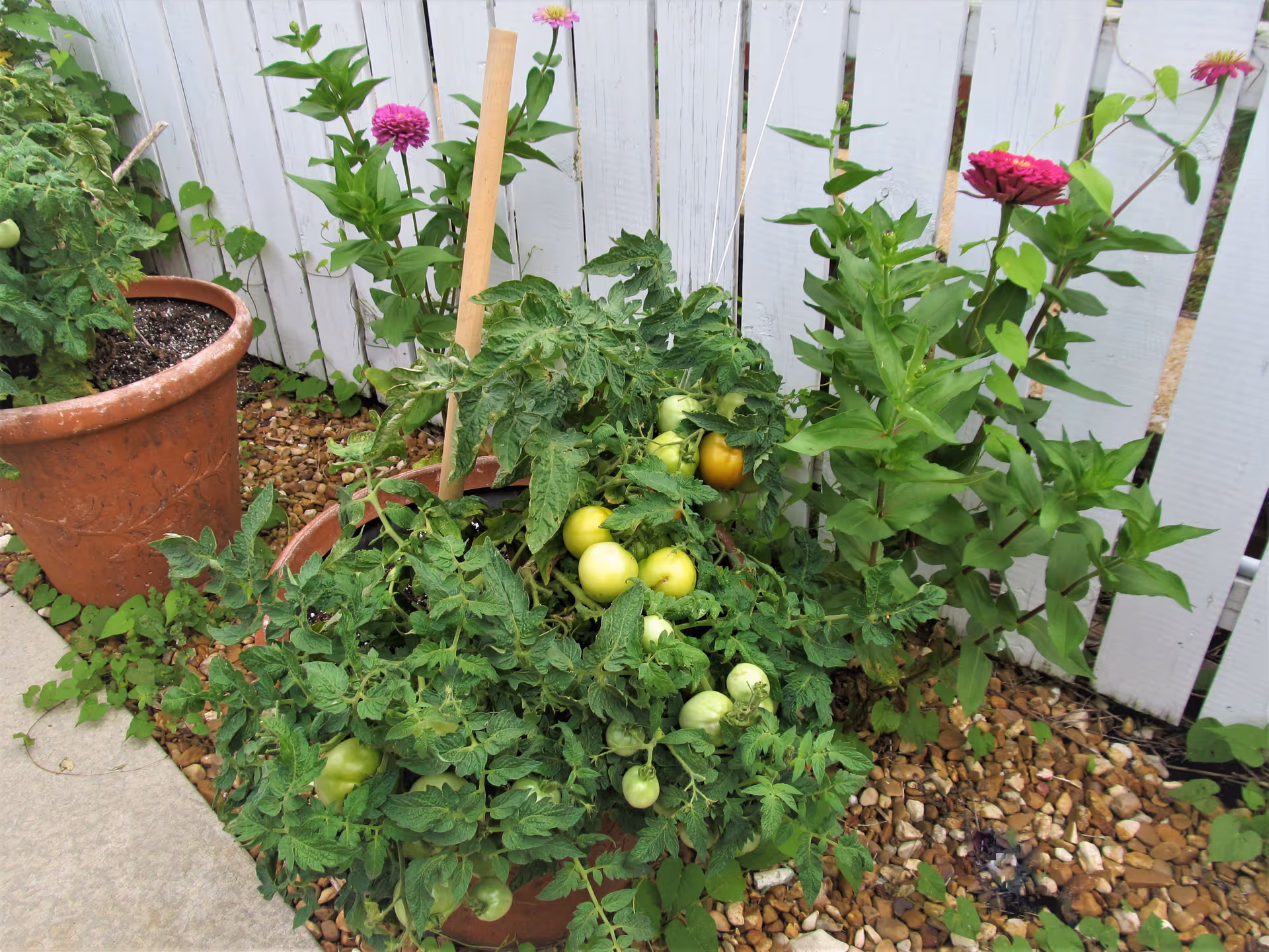 A small garden area with a tomato plant bearing green and ripening tomatoes, surrounded by other flowering plants with pink and purple blooms, all set against a white wooden fence and a gravel ground.