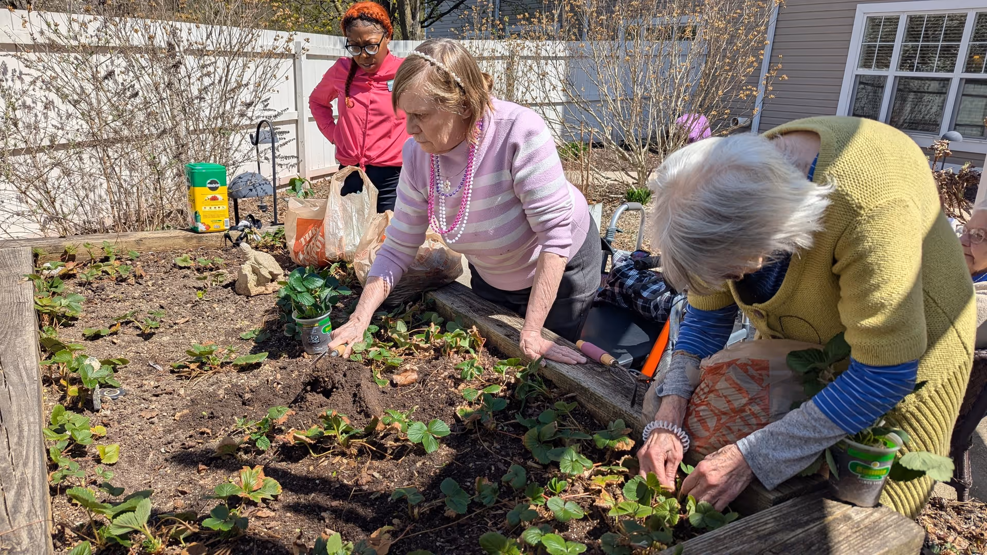 Three elderly women gardening together in a raised garden bed outdoors. One woman in a pink and white striped sweater is planting in the soil, another woman in a green sweater is tending to plants, and a third woman in a red jacket is standing nearby watching. The garden bed is filled with small green plants and surrounded by a wooden frame, with a white fence and house in the background.