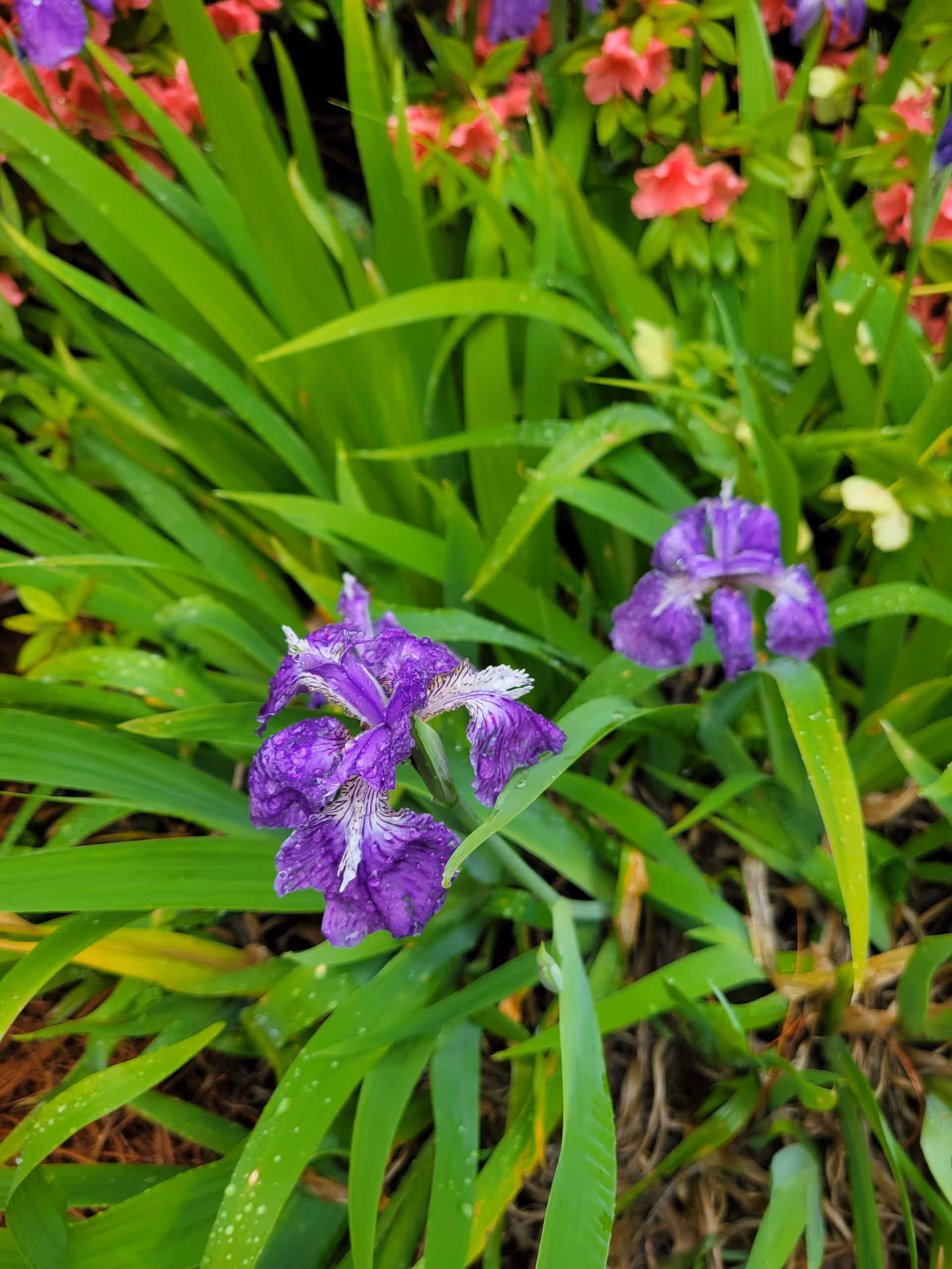 Close-up of purple iris flowers with green leaves and some pink flowers in the background, outdoors in a garden setting.