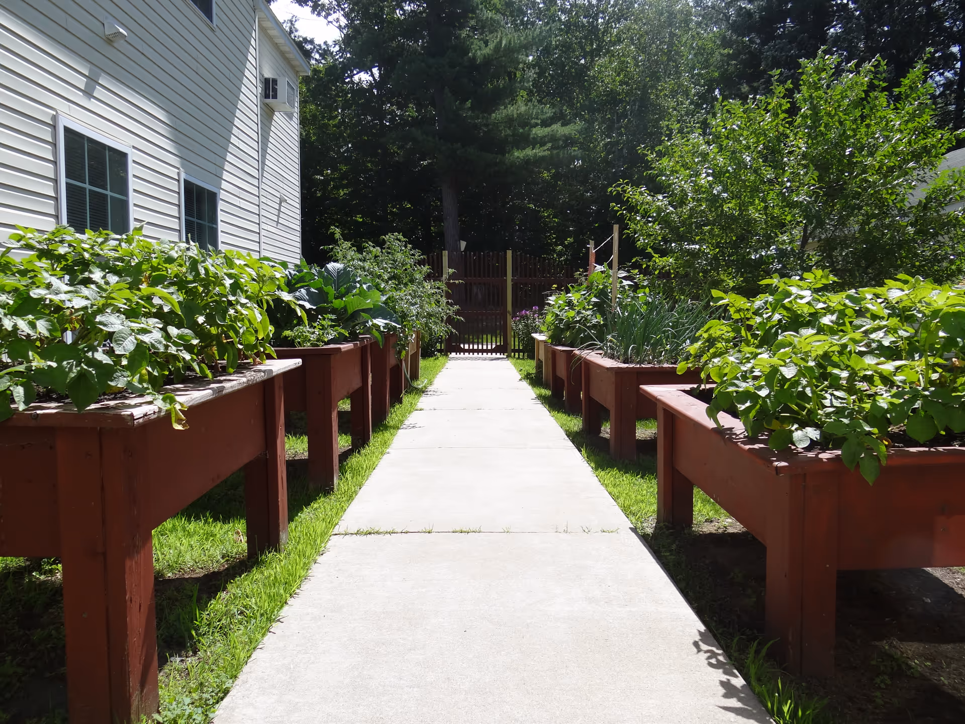 A sunny outdoor garden area with raised wooden planter boxes filled with green plants on both sides of a concrete pathway leading to a wooden gate. The garden is adjacent to a white building with windows and surrounded by trees and greenery.