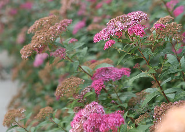 Close-up view of pink and purple flowering plants with green leaves in an outdoor garden setting.
