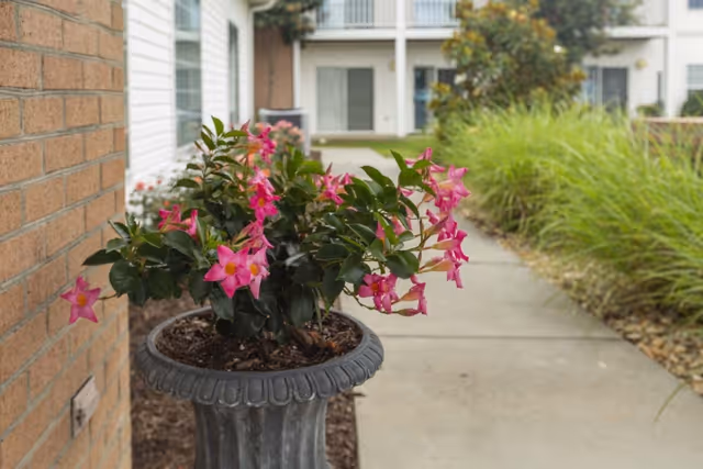 Pink flowering plant in a decorative planter beside a sidewalk leading to the front of a multi-unit building with landscaping.