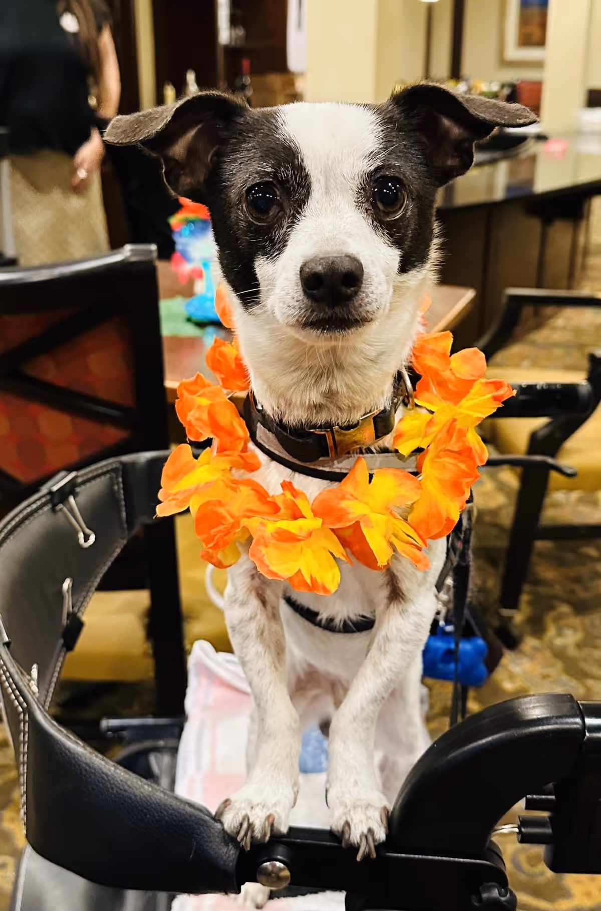 A small black-and-white dog wearing an orange flower lei stands on a chair in a dining/common area.