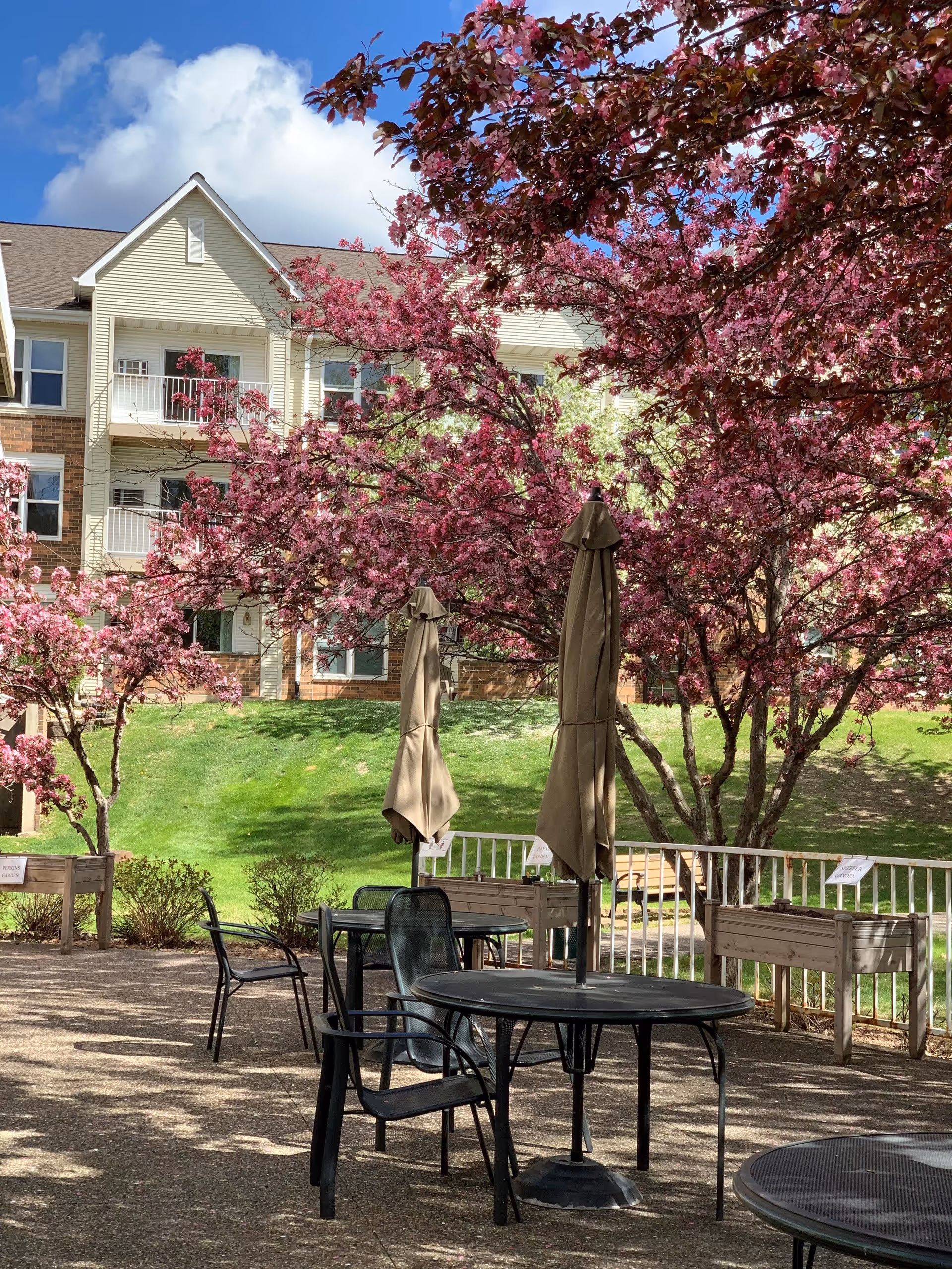 Outdoor patio with tables, chairs and closed umbrellas beneath pink flowering trees in front of a multi-story residential building.