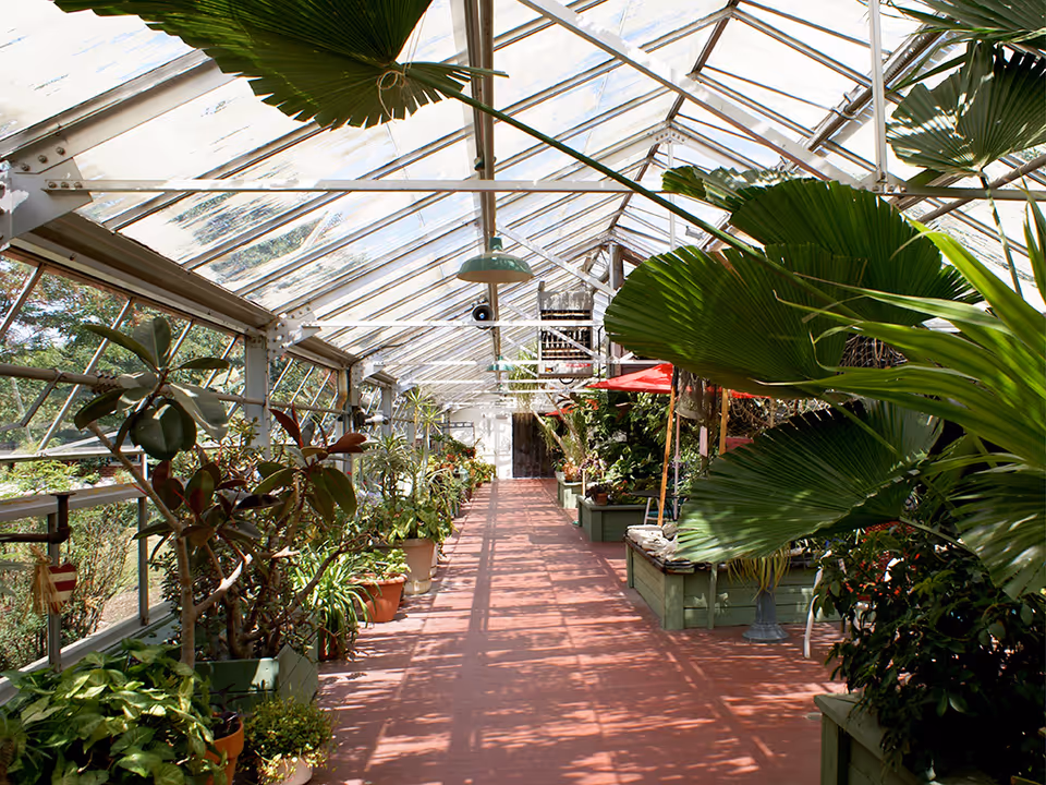 A bright greenhouse corridor with a glass roof and walls, filled with various potted plants and greenery on both sides. Sunlight casts shadows on the red floor, and there are green planters and a red umbrella visible inside.