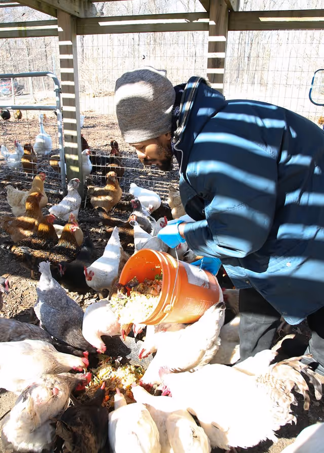A person wearing a gray beanie, blue jacket, and blue gloves is feeding a large group of chickens inside a fenced outdoor enclosure. The person is pouring food from an orange bucket onto the ground while the chickens eagerly eat.