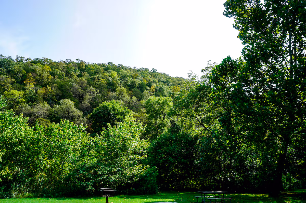 A lush green outdoor area with dense trees and bushes under a clear sky, featuring a picnic table and a barbecue grill on a grassy lawn.