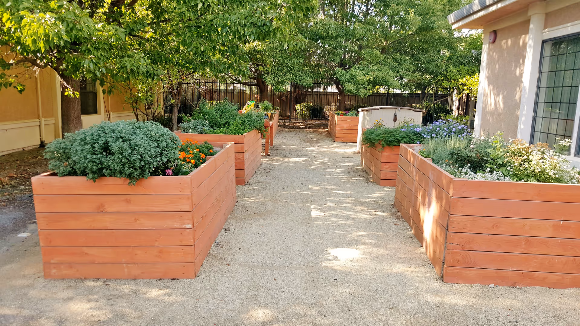 Outdoor garden area with multiple raised wooden planter boxes filled with various green plants and flowers, surrounded by trees and a building with windows on the right side.