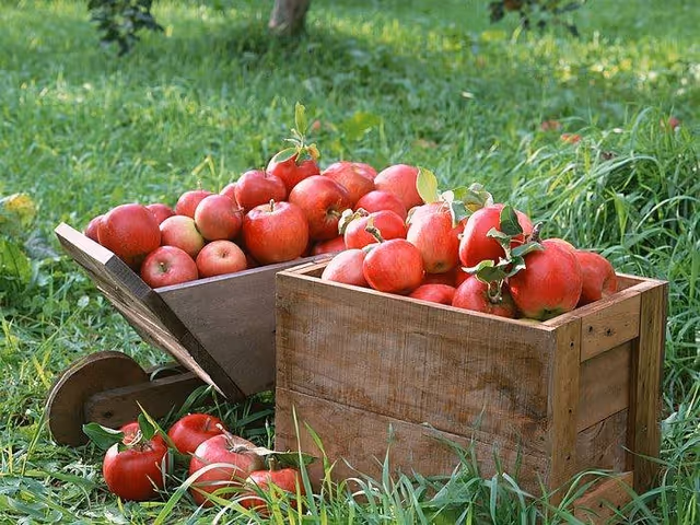Two wooden containers filled with red apples sitting on green grass outdoors, with some apples spilled on the ground.