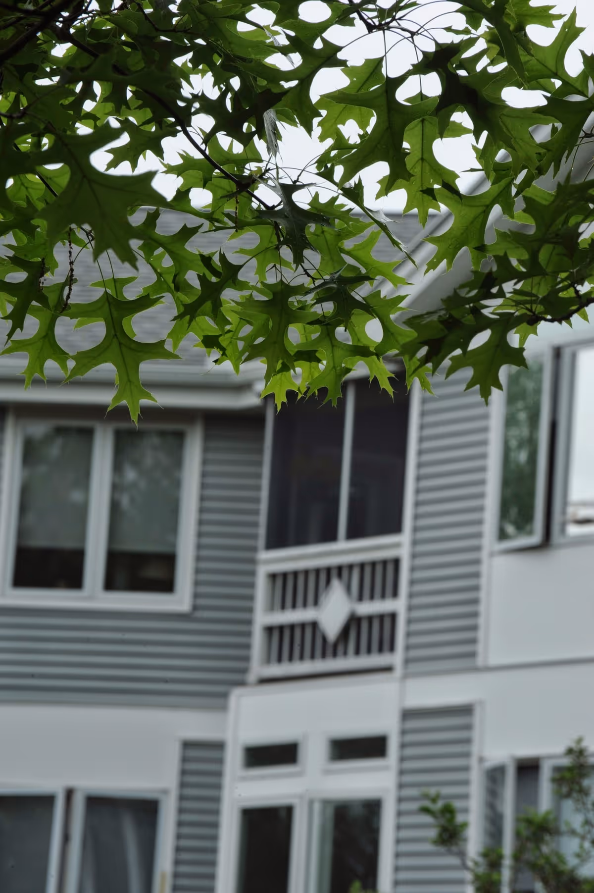 Green spiky leaves in the foreground with a gray-sided multi-story residential building, windows, and a small balcony in the background.