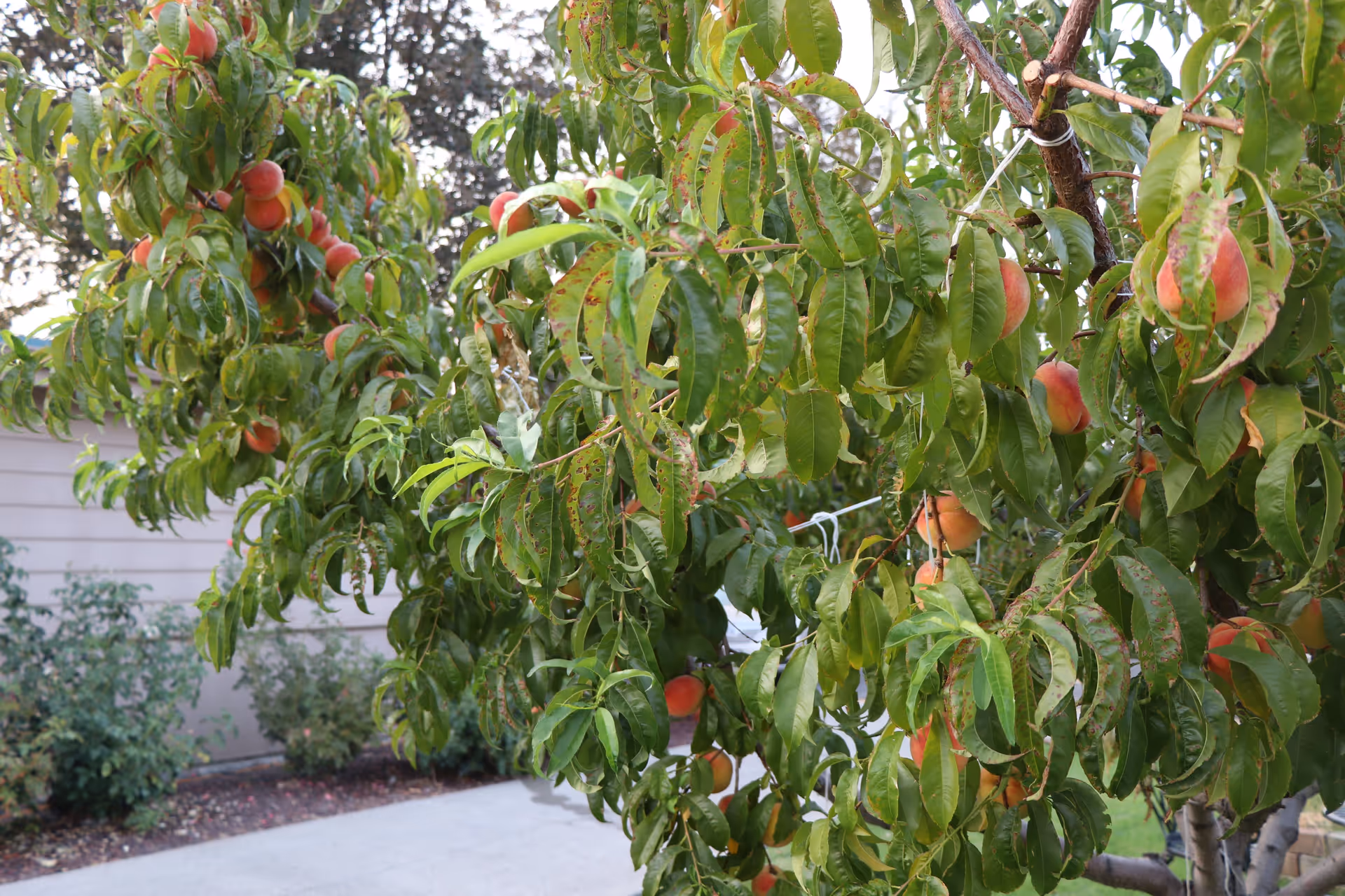 Photo 8 of Peach Tree Retirement Center