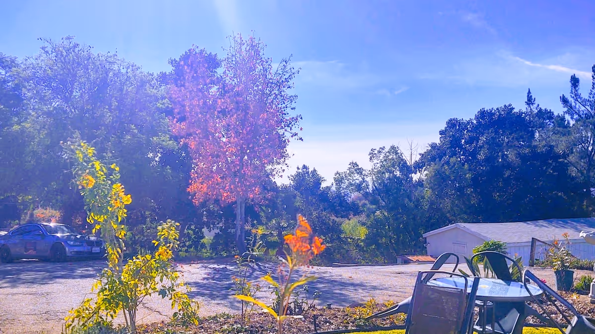 Outdoor area with a small garden featuring some plants and flowers in the foreground, a glass-top table with chairs on the right side, a paved area, and trees with green and red leaves under a clear blue sky.