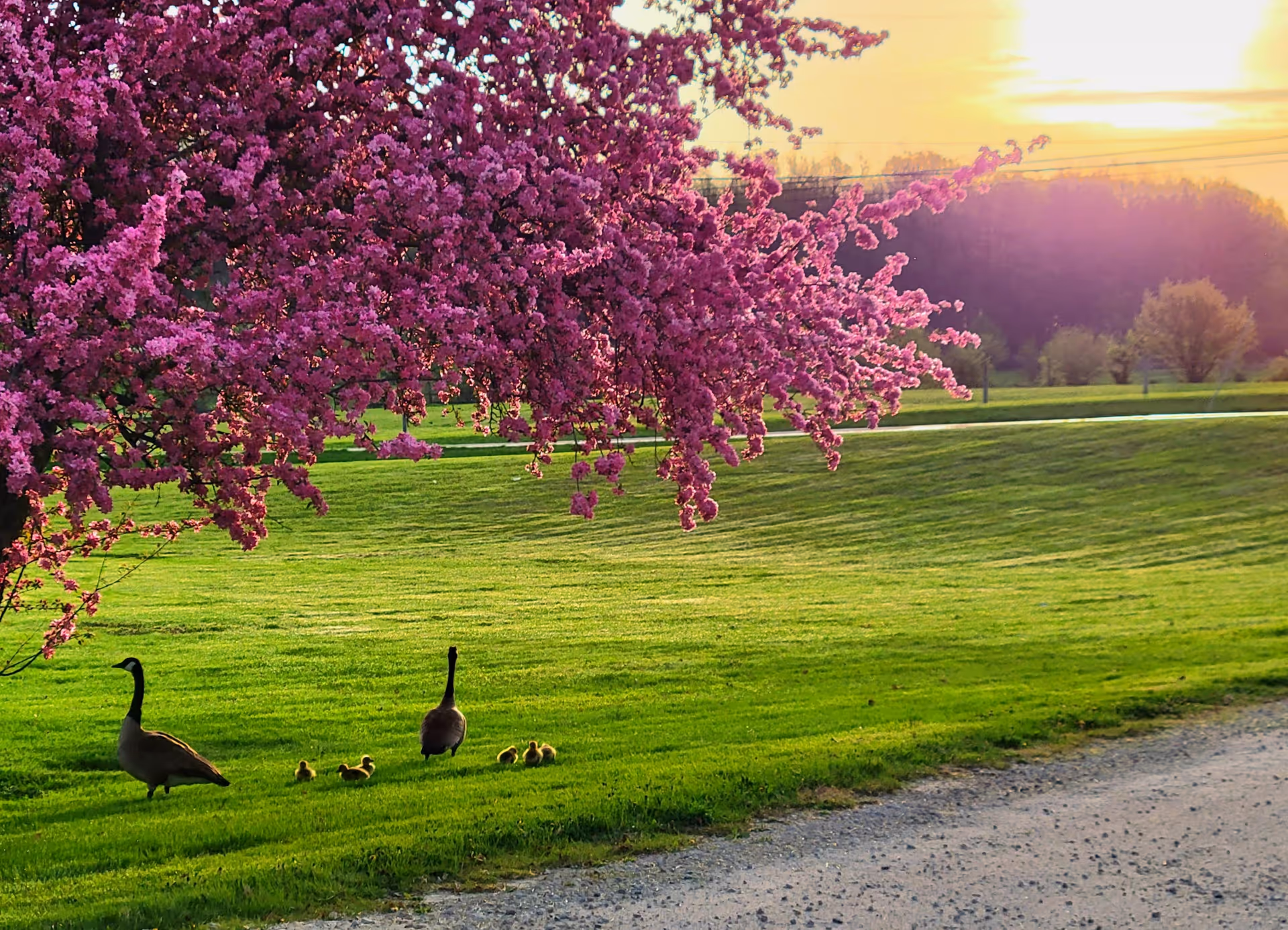 A scenic outdoor view featuring a lush green lawn with a gravel path on the right. Two adult geese and several goslings are walking on the grass under a tree with vibrant pink blossoms. The sun is setting in the background, casting a warm glow over the landscape.