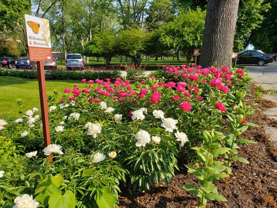 A vibrant garden bed filled with blooming pink and white flowers, surrounded by green grass and trees. A sign labeled 'Milkweeds & Monarchs' with an illustration of a monarch butterfly is visible on a post in the garden. Several parked cars and a paved driveway are in the background under a clear sky.