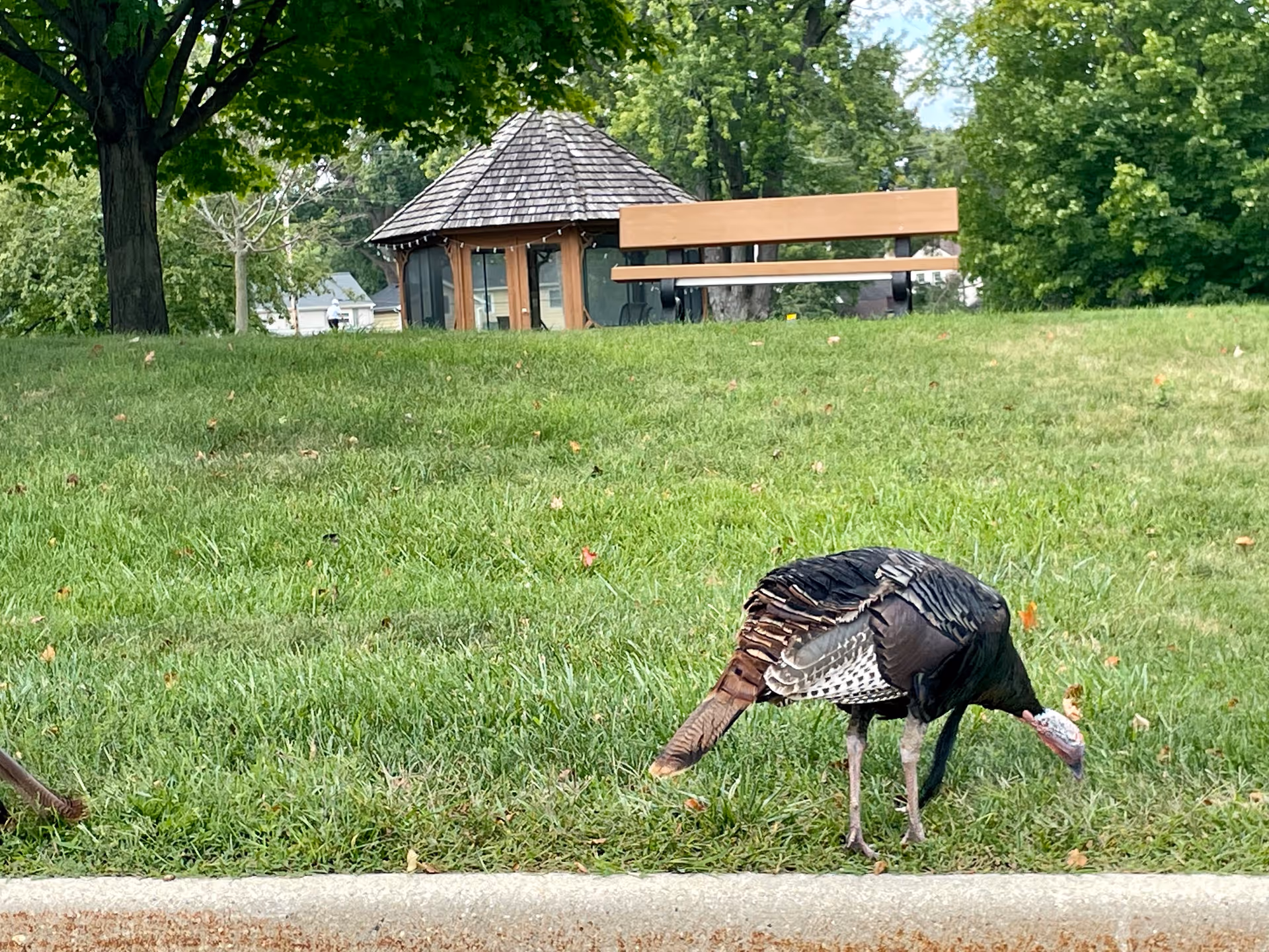 A wild turkey foraging on a grassy lawn with a small gazebo and bench in the background.