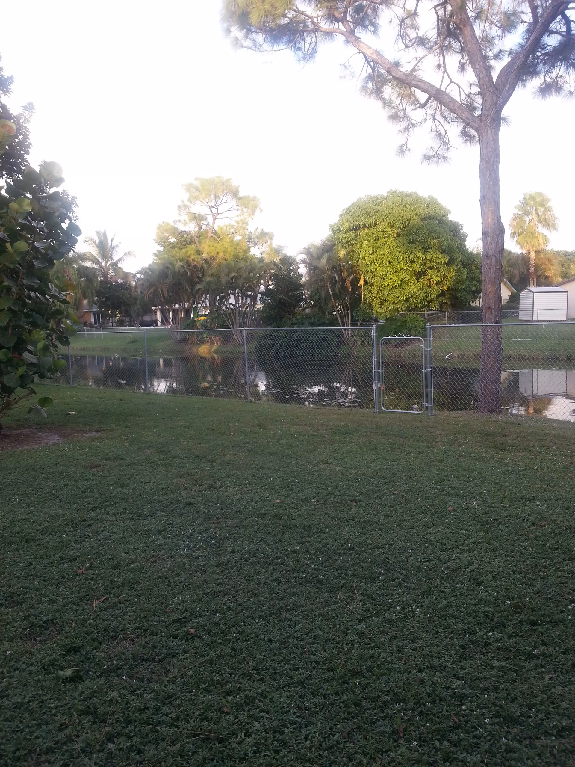A grassy outdoor area with a chain-link fence and a small gate. Behind the fence is a pond reflecting trees and greenery, including palm trees and other lush vegetation. There is a tall tree in the foreground on the right side and a small shed visible in the background.