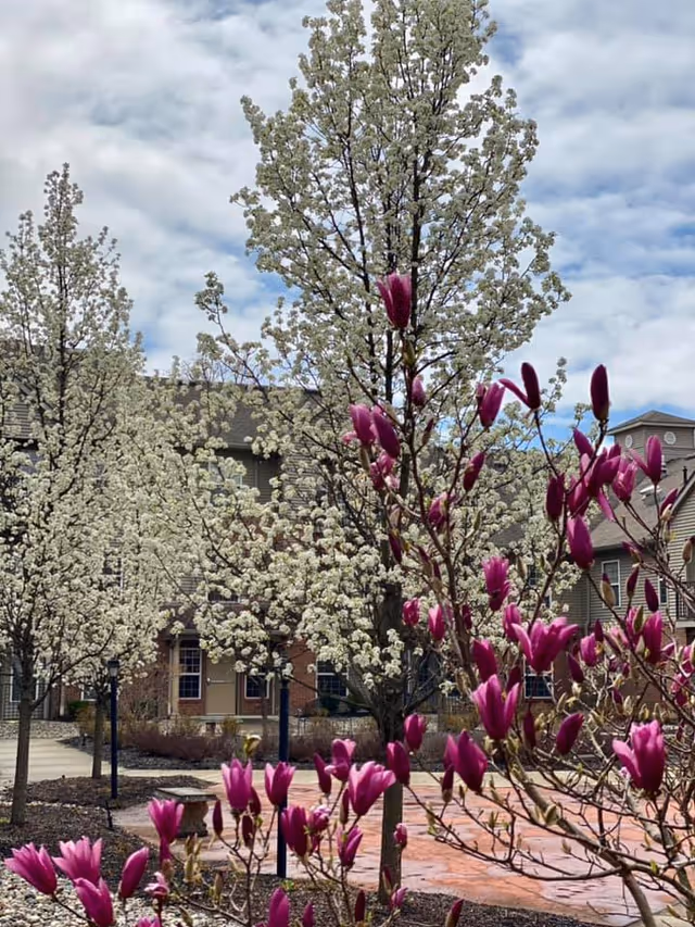 Purple magnolia blooms and white-flowering trees in a courtyard in front of a multi-story residential building.