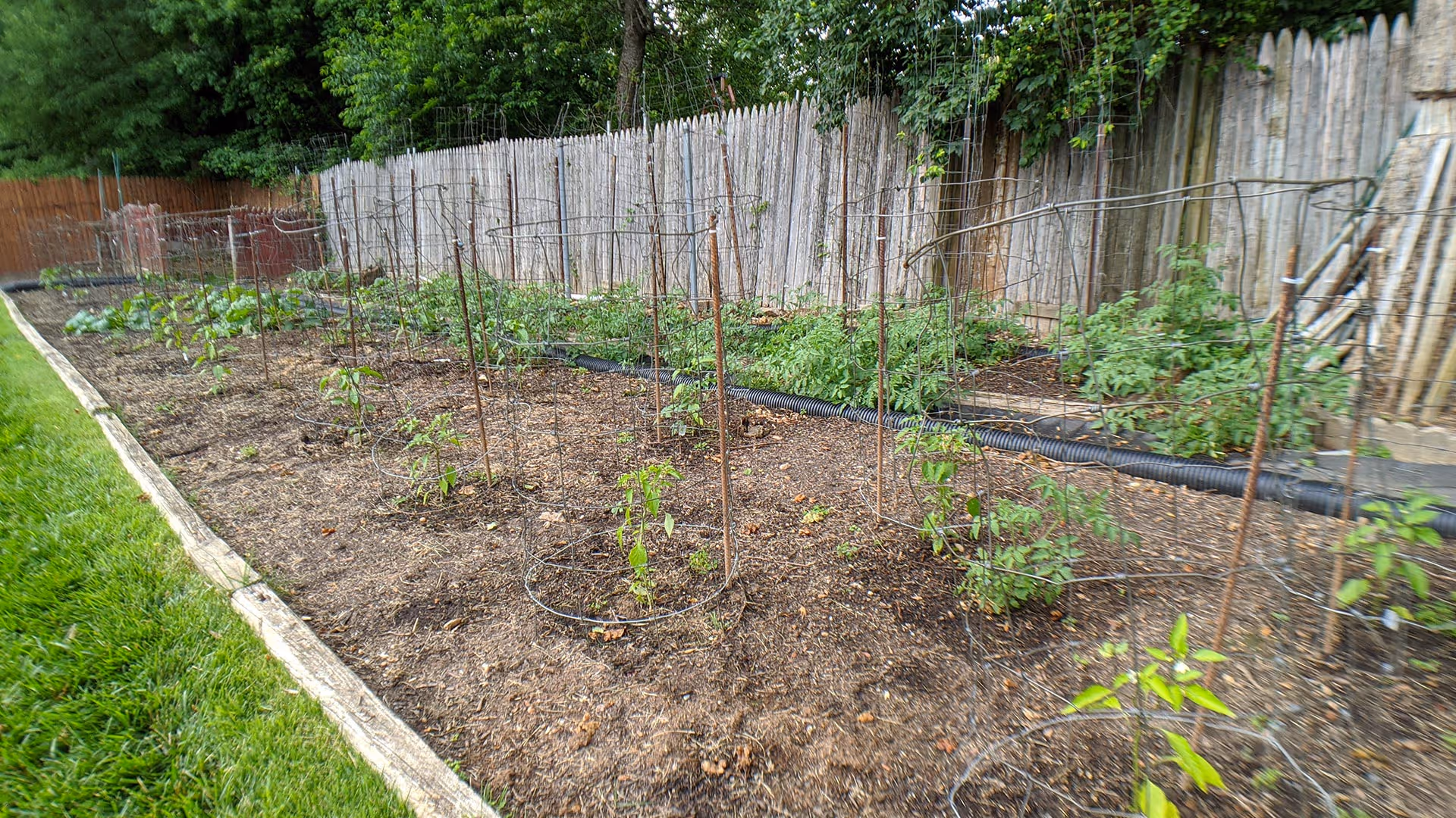 A garden bed with young plants supported by metal cages, bordered by grass on one side and a wooden fence in the background.