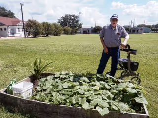 An elderly man standing outdoors next to a raised garden bed filled with green leafy plants. The man is wearing a cap, glasses, a gray shirt, and dark pants. The background shows a large grassy area with some trees and buildings under a partly cloudy sky.