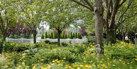 Lush garden with flowering plants, trees, and a white picket fence in background.
