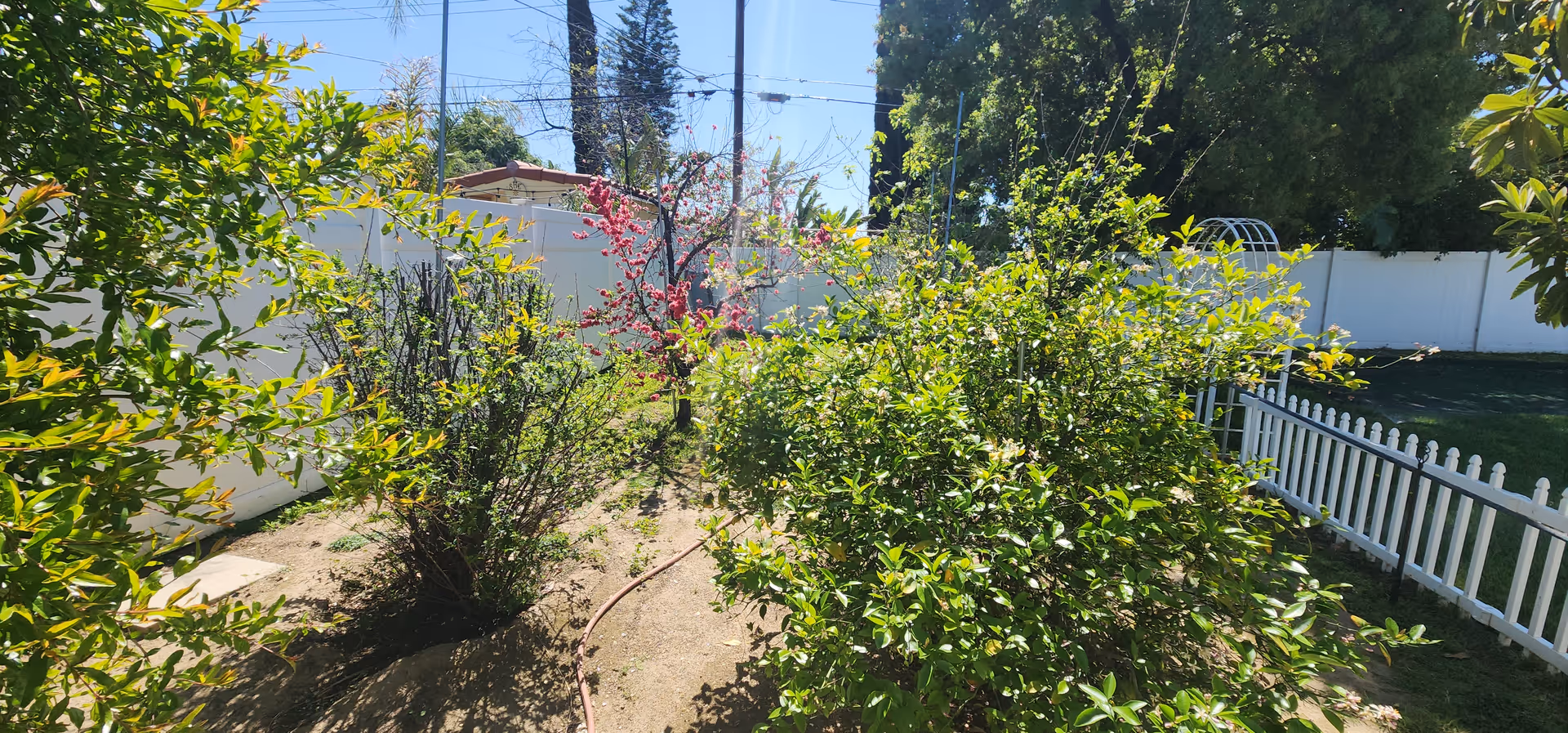 A sunny outdoor garden area with various green bushes and a tree with pink blossoms. The garden is enclosed by a white fence, and there is a white trellis on the right side. Tall trees and a clear blue sky are visible in the background.