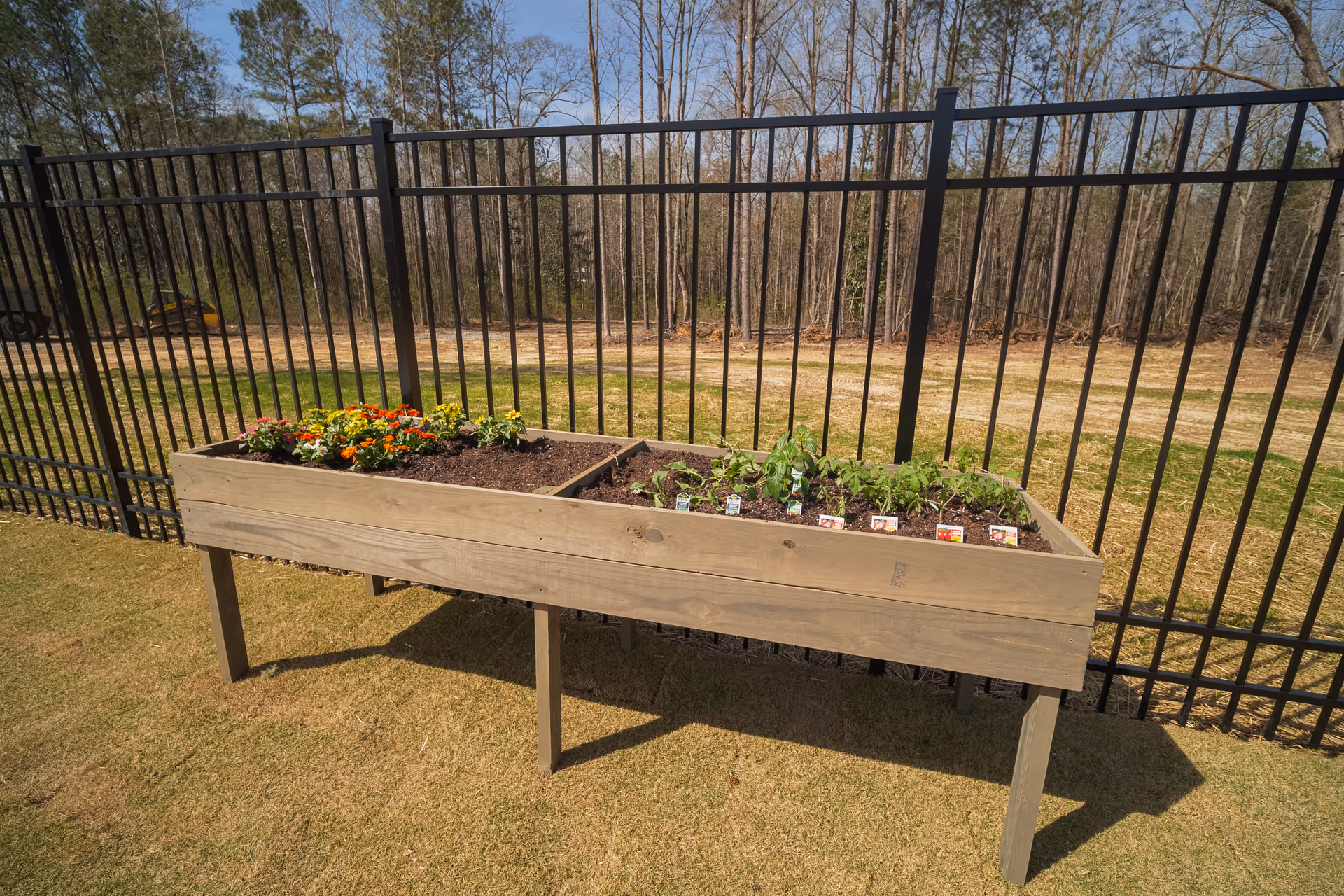 Raised wooden garden planter with flowers and seedlings beside a black metal fence and trees in the background.