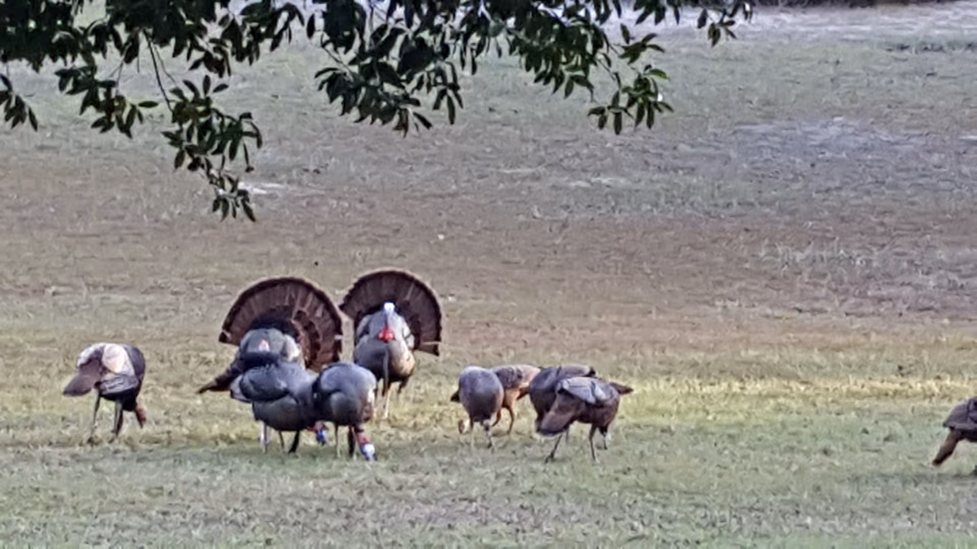 A group of wild turkeys foraging on a grassy field with some tree branches hanging overhead.